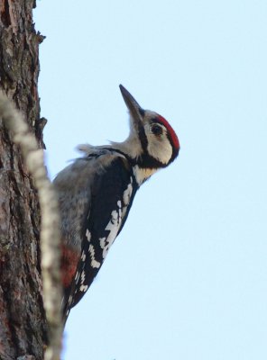 Witrugspecht / White-backed woodpecker