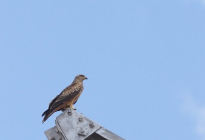 Zwarte wouw / Black kite