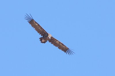 Monniksgier / Cinereous vulture