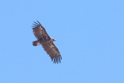 Monniksgier / Cinereous vulture