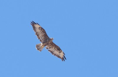 Buizerd / Common buzzard