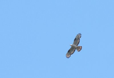 Wespendief / Honey buzzard