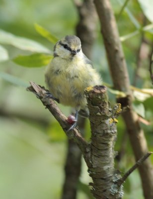 Pimpelmees / Blue tit