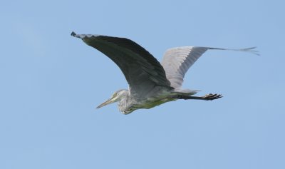 Blauwe reiger / Grey heron