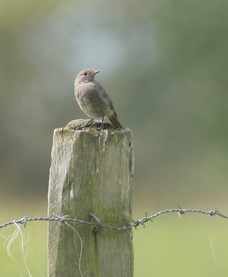 Zwarte roodstaart / Black redstart