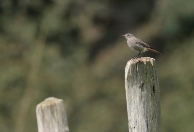 Zwarte roodstaart / Black redstart