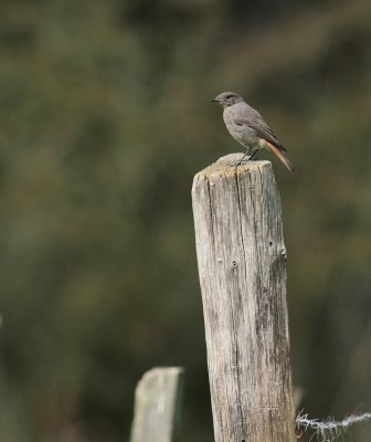 Zwarte roodstaart / Black redstart