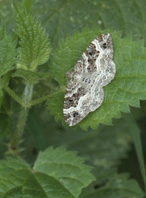Gewone bandspanner / Common carpet