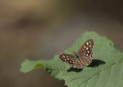 Bont zandoogje / Speckled wood