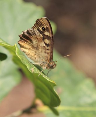 Bont zandoogje / Speckled wood