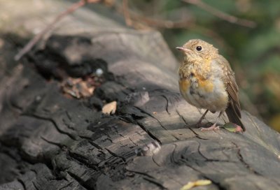 Roodborst / European robin