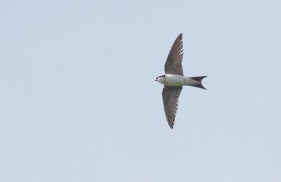 Oeverzwaluw / Sand martin
