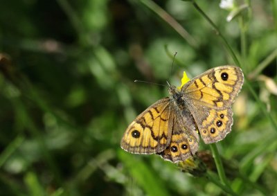 Argusvlinder / Wall brown