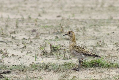 Goudplevier / Golden plover
