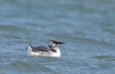 Zeekoet / Common guillemot
