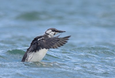 Zeekoet / Common guillemot