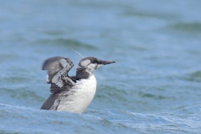 Zeekoet / Common guillemot