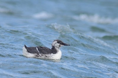 Zeekoet / Common guillemot