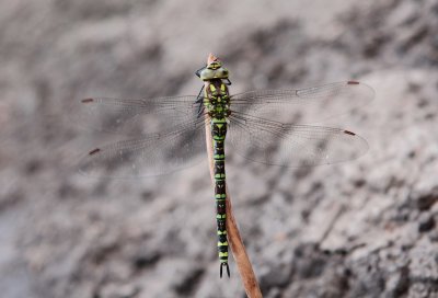 Blauwe glazenmaker / Blue hawker