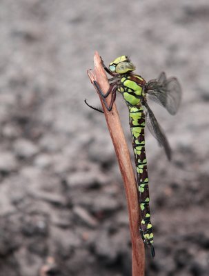 Blauwe glazenmaker / Blue hawker