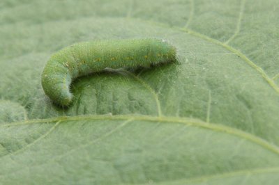 Klein koolwitje / Small white