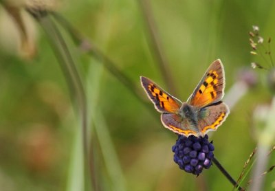 Kleine vuurvlinder / Small copper