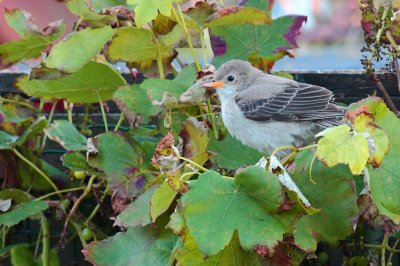 Roze spreeuw / Rose-coloured starling