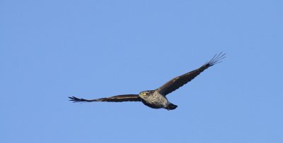 Sperwer / Eurasian sparrowhawk