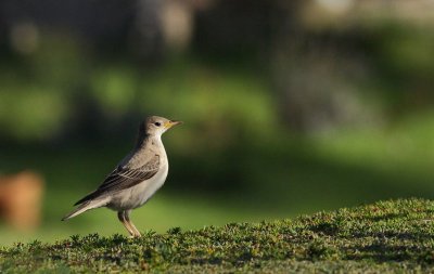 Roze spreeuw / Rose-coloured starling