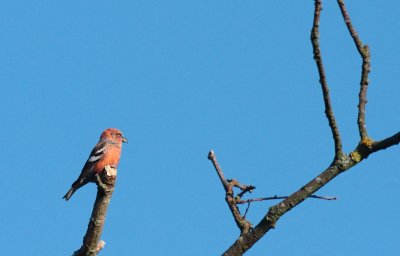 Witbandkruisbek / Two-barred crossbill