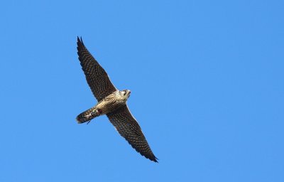 Slechtvalk / Peregrine falcon
