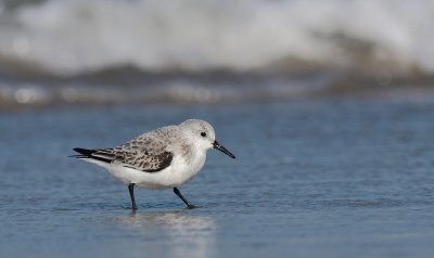 Drieteenstrandloper / Sanderling