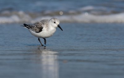 Drieteenstrandloper / Sanderling