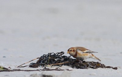 Sneeuwgors / Snow bunting