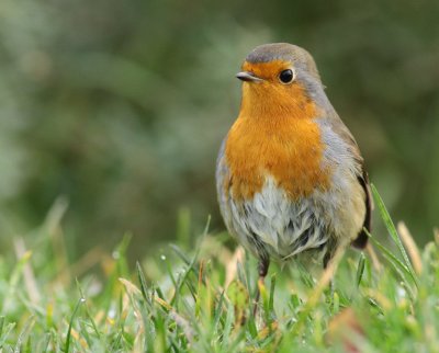 Roodborst / European robin