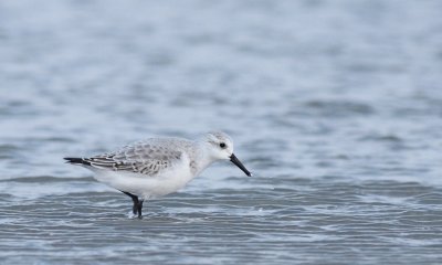 Drieteenstrandloper / Sanderling