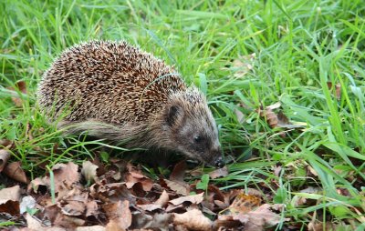 Egel / European hedgehog