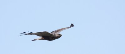 Ruigpootbuizerd / Rough-legged buzzard