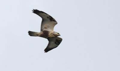 Ruigpootbuizerd / Rough-legged buzzard