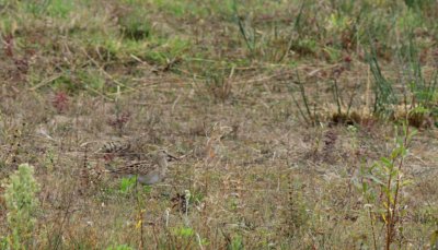Gestreepte strandloper / Pectoral sandpiper