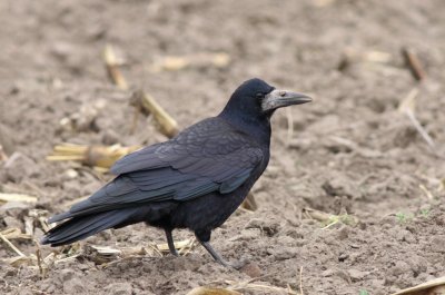 Roek / Rook