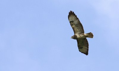 Buizerd / Common buzzard