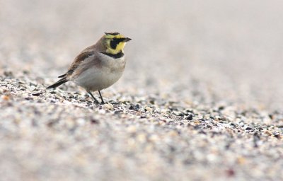 Strandleeuwerik / Horned lark