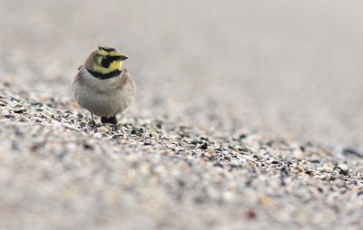 Strandleeuwerik / Horned lark