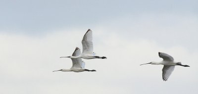 Lepelaar / Eurasian spoonbill