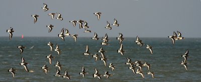 Scholeksters / Oystercatchers