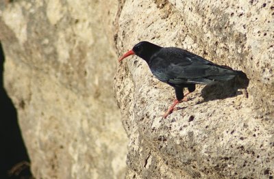 Alpenkraai / Red-billed chough