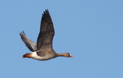 Kolgans / Greater white-fronted goose