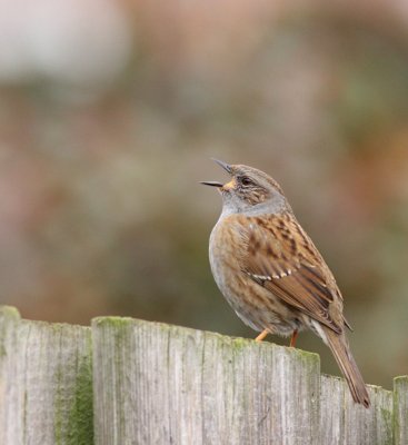 Heggenmus / Dunnock