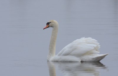 Knobbelzwaan / Mute swan